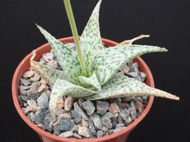 Aloe Dorian black @@ exotic clustering rare succulent cacti  plant cactus 4&quot; pot - $9.49