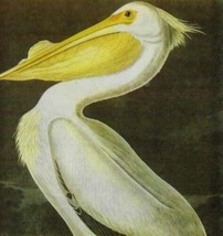 White Pelican Bird 1946 Color Art Print John James Audubon Nature DWV2C - £31.46 GBP