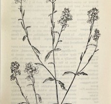 1905 Mustard Plant Wild Flower Print Pen &amp; Ink Lithograph Antique Art  - £13.68 GBP