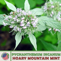 US Seller 100 Hoary Mountain Mint Seeds, Pycnanthemum Incanum, Native Perennial  - £9.54 GBP