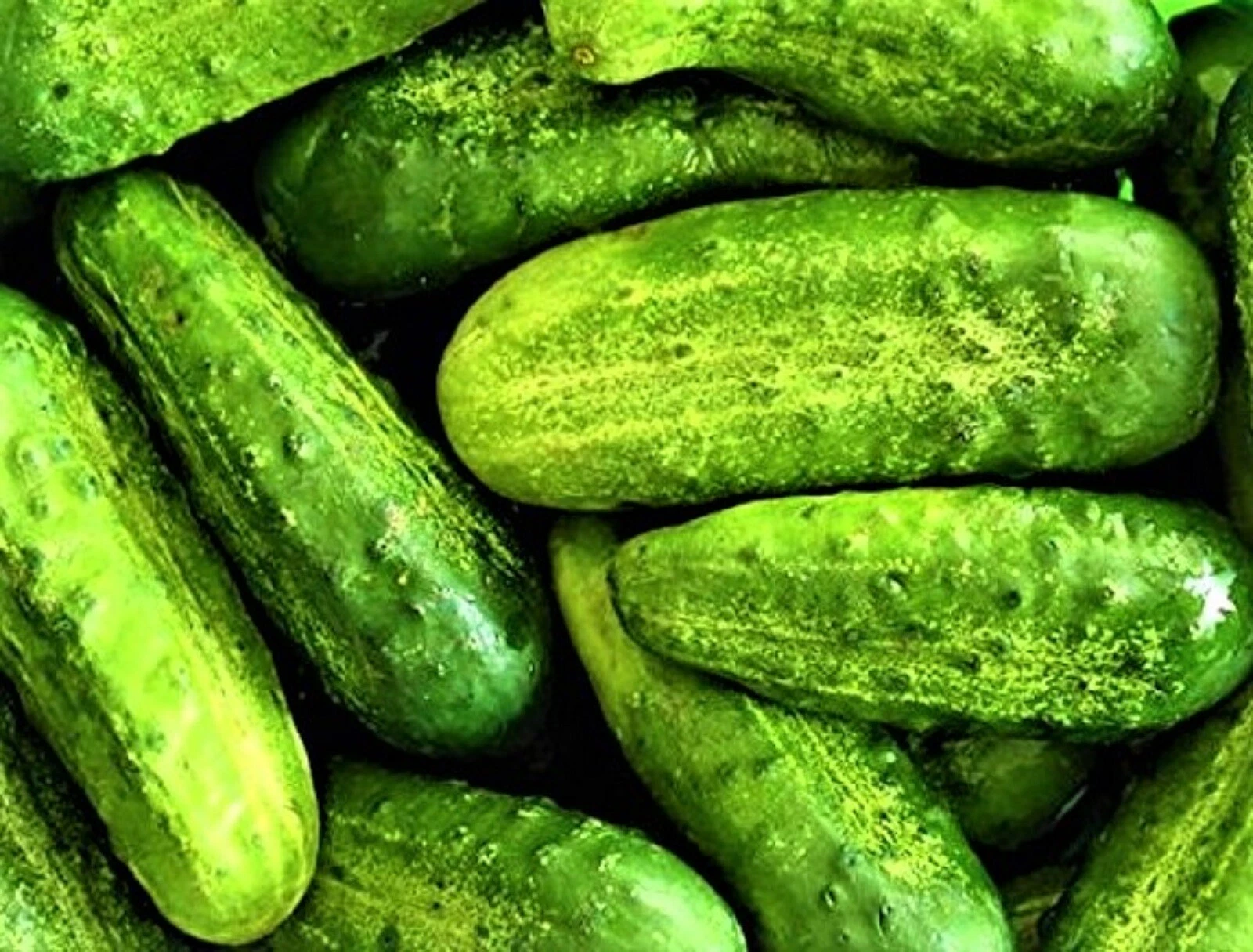 Wisconsin SMR-58 Pickling Cucumber Seeds 50 Seeds   - $8.34