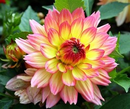 30 Dahlia Pompon Dahlia Tuber Seeds Bw91059-24 Gardening USA SELLER - £11.29 GBP