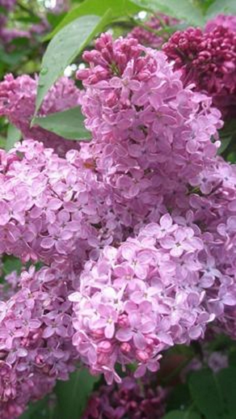 25 Heather Lilac Seeds Tree Fragrant Flowers Perennial Seed Flower Fresh... - $9.98