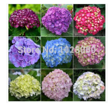 100 Seeds Hydrangea Seeds Mixed Colors Beautiful - £5.48 GBP