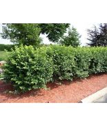 Dwarf Burning Bush bare root - $0.99