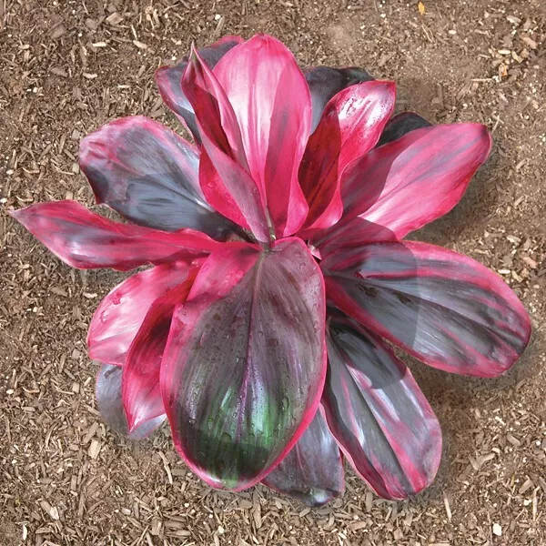 RUBY Cordyline Terminalis Hawaiian Ti AKA Good Luck Plants baby plant - £22.26 GBP
