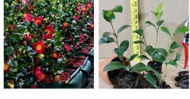 ( 1 live plant ) ( 1 ) - Yuletide Red Camellia Sasanqua - Starter Plant  - £28.86 GBP