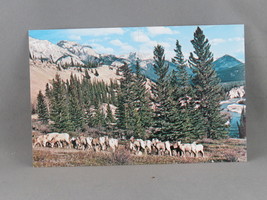 Vintage Postcard - Band of Rocky Mountain Bighorn Sheep - Stelling Agencies - £11.79 GBP