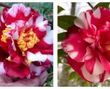 Emmett Pfingsti Camellia Japonica Live Starter Plant - $50.93