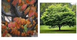 12-15" Tall Live Plant - American Hornbeam Tree - 4" Pot - Carpinus caroliniana - £65.26 GBP
