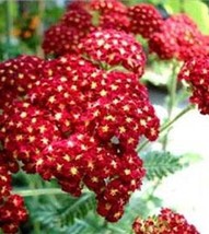 100 Seeds Red Velvet Yarrow Achillea Millefolium Heirloom Seeds Grow Fast Beauti - $8.35