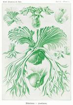 Filicinae-Laubfarne #2 - Ferns - 1904 - Illustration Poster - £8.00 GBP+