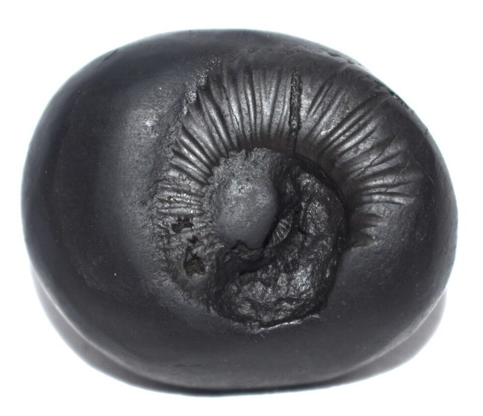 Shesha Shaligram / Ananta Shesha Salagram - Gandaki River Nepal Item image 12