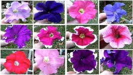 Petunia Annual Flowers All Pretty Colors Mixed In One Pack 100 Seeds Gar... - $8.97