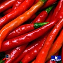 Pepper Seeds Hot Cayenne Long Red Thin Organic Heirloom Vegetable Non-Gmo Garden - $6.58