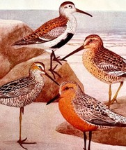 Sandpipers And Other Shorebirds 1936 Bird Lithograph Color Plate Print D... - £19.66 GBP