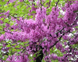 Cercis Siliquastrum (Judas Tree) 10 seeds - £1.58 GBP