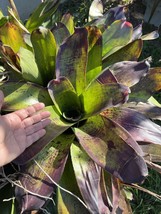 Exotic huge LANDSCAPE Pup Bromeliad green purple colorful -unbranded- - $45.53