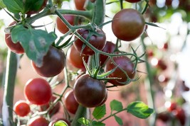 Black Prince Tomato Seeds NON-GMO Siberian Native Low Acidic  - £2.38 GBP