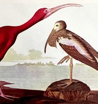 Scarlet Ibis Bird 1950 Lithograph Art Print Audubon Nature First Edition DWU14A - £23.97 GBP