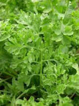 3000 Curled Garden Cress Seeds Heirloom Usa Seller - £6.28 GBP