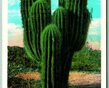 Clustered Giant Sahuaro Cactus 1930 WB Postcard F11 - $2.92