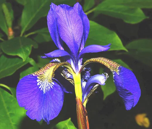 50 Bulk Seeds Iris Oregon Iris Tenax  - £25.49 GBP