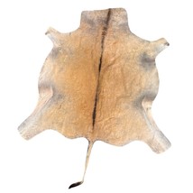 Male Eland Skin - Real Eland Hide Rug - Male Cape Eland Rug Size: 8X6.3 ... - $5,455.02 MXN