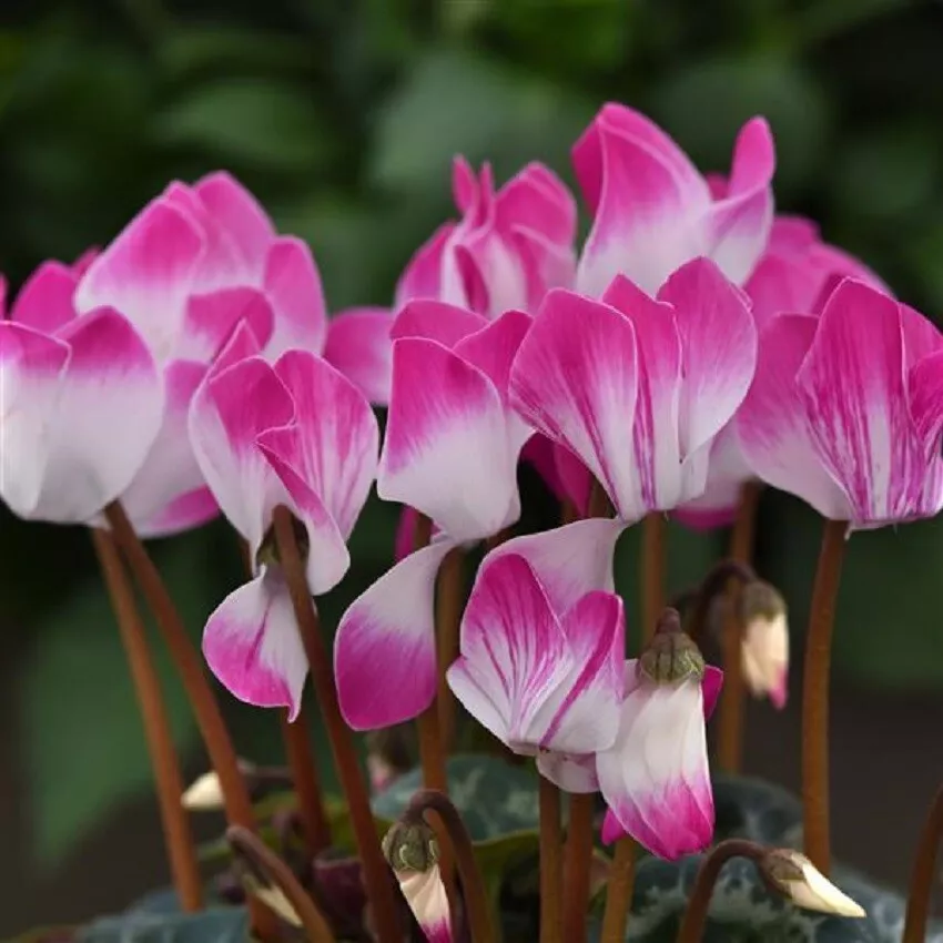 Cyclamen Seeds 15 Seeds Cyclamen Indiake Bright Purple SS - £17.07 GBP