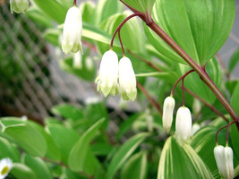 15 Red Stem Solomons Seal Seeds Polygonatum Odoratum Varpluriflorum Jinguji USA  - £12.38 GBP