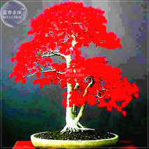 BELLFARM Japanese Red Maple Bonsai Tree Cheap Seeds, Professional Pack, 20 Seeds - £2.54 GBP