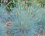 300 Seeds Blue Fescue Ornamental Grass Seeds Clumping Drought Tolerant L... - $8.99