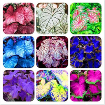 NEW 120  pcs Multicolor Thailand Caladium Bonsai Perennial Flowers Garden Potted - £6.71 GBP