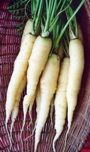 Snow White Carrot Seeds Betacarotene Colorful Fresh Fast Shipping - $3.78