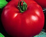 New 50 Siberian Tomato Seeds Non Gmo Good For Colder Climates And Patio ... - $8.99