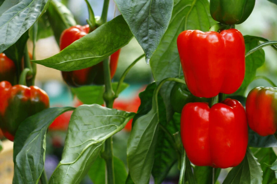 Pepper 1000 Seeds Collectible Sweet Basket Sweet Red - $4.62