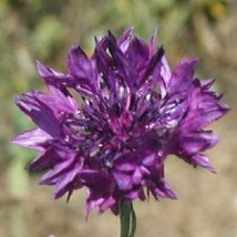 Thjar 35+ Centaurea Purple Cornflower Bachelor&#39;s Button Annual Flower Seeds - £5.62 GBP