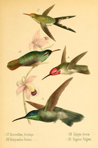 Vintage Art Prints: Birds, Botanical, Garden: Buy 3 Get 4th Free - £6.81 GBP+