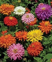 BStore 300 Seeds Burpeeana Giant Mix Cactus Flowered Zinnia Elegans Flower - £7.58 GBP