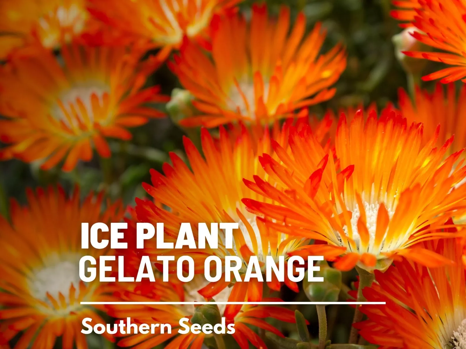 Ice Plant, Orange - 200 Seeds - Heirloom Flower (Dorotheanthus bellidifo... - $14.82