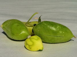 15 Pcs Chick Pea Garbanzo Bean Seeds #MNSB - £12.17 GBP