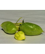 15 Pcs Chick Pea Garbanzo Bean Seeds #MNSB - $14.99