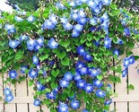 40 Seeds Blue Morning Glory Flower Seeds Climbing Flowering Vine Contain... - $8.99