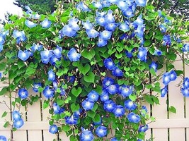 40 Seeds Blue Morning Glory Flower Seeds Climbing Flowering Vine Contain... - £7.10 GBP