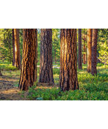 Ponderosa Pine   potted tree seedling    Landscape, Timber Tree, Bonsai - €16,29 EUR+