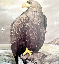 White Tailed Sea Eagle Art Print Color Plate Birds Of Prey Vintage 1979 ... - £27.51 GBP
