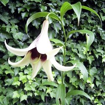 15 Lilium Nepalense Seeds  Lily Of Nepal  Huge Fragrant Flowers Unique Color Fro - $11.95