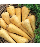 Parsnip Seeds 200+ All American Vegetable Garden - $8.98