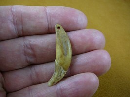 akt**th-36) 1-9/16&quot; Ancient Siberian dog canine t**th modern drilled for... - €77,70 EUR