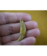 akt**th-36) 1-9/16&quot; Ancient Siberian dog canine t**th modern drilled for... - $121.84 CAD